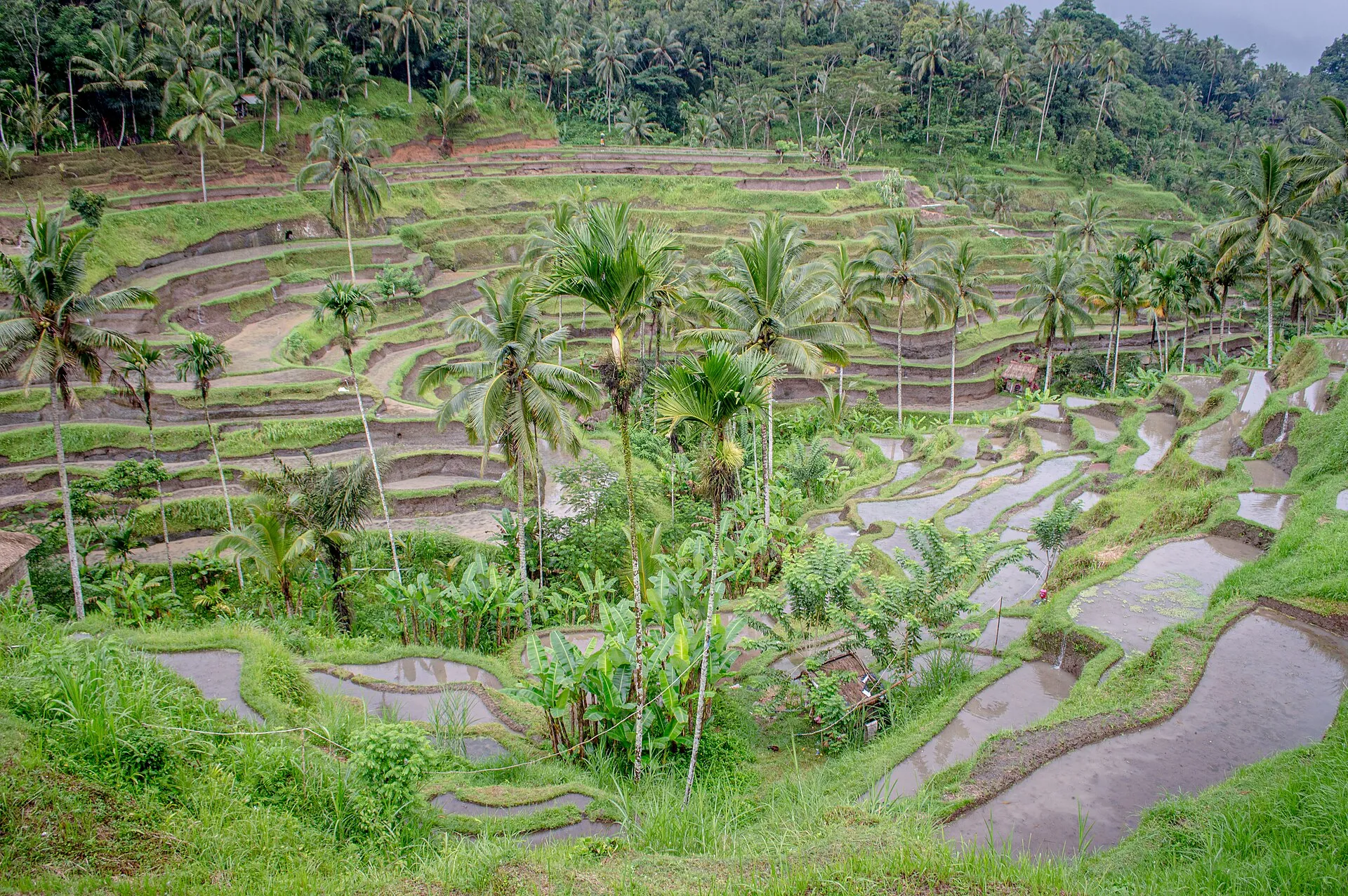 Terraced rice paddies stepping down a green valley in Bali, palms throughout